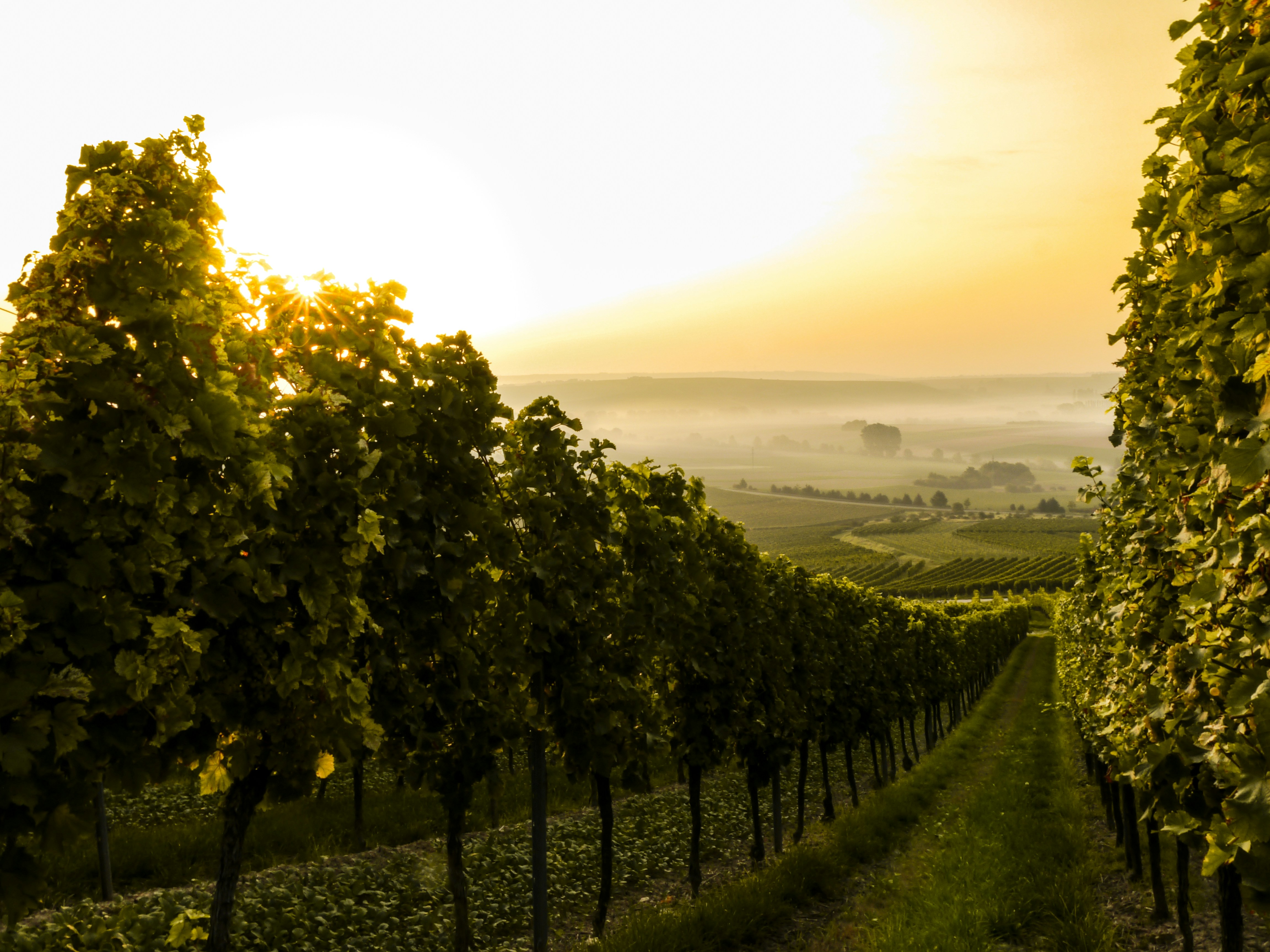 Vignes & vignerons : l'art de vivre bourguignon